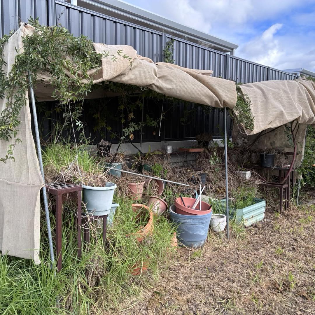 Side garden overgrown with long grass, dead vines, pots and a sagging shade cloth